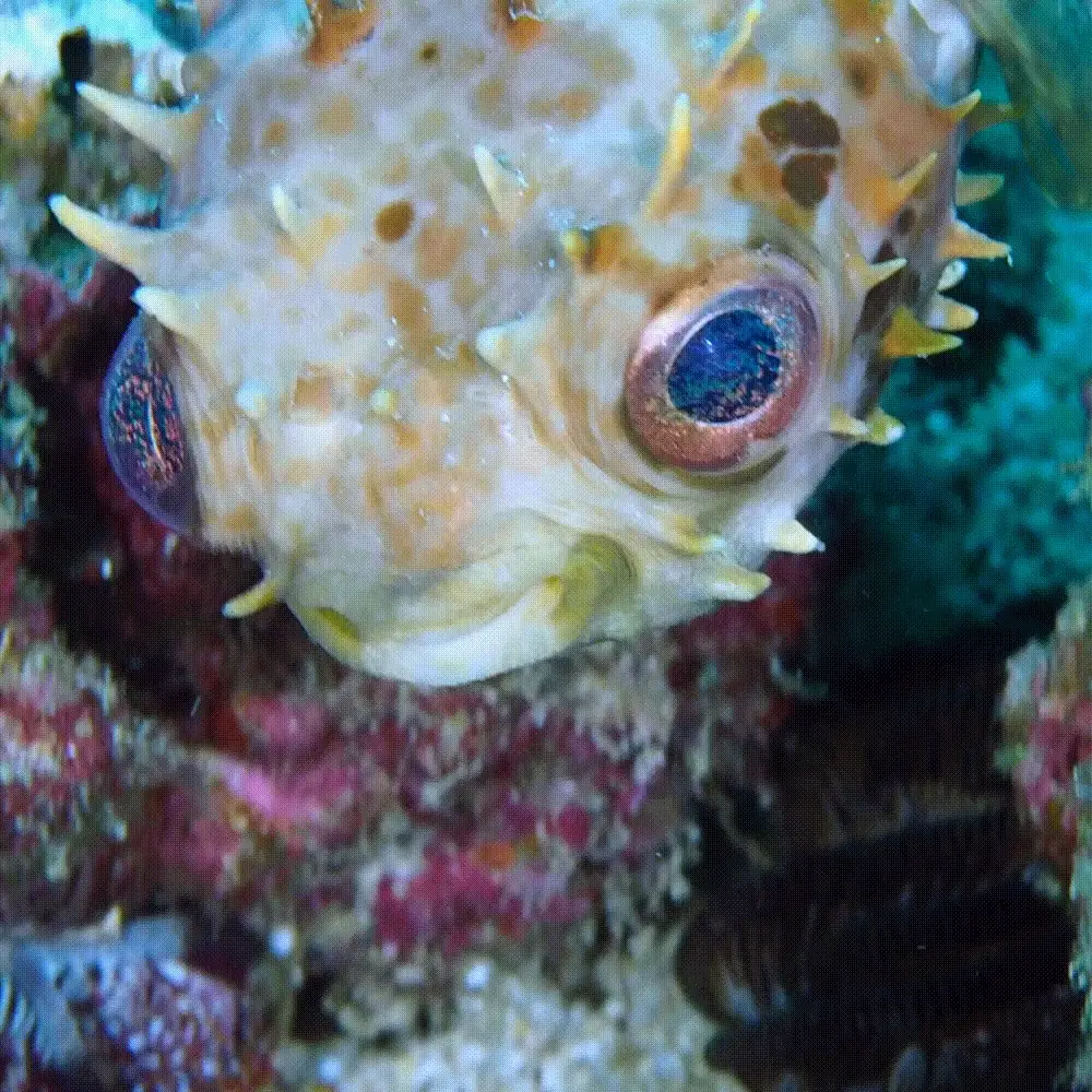 Pufferfish Vintage Bracelet - Image 8