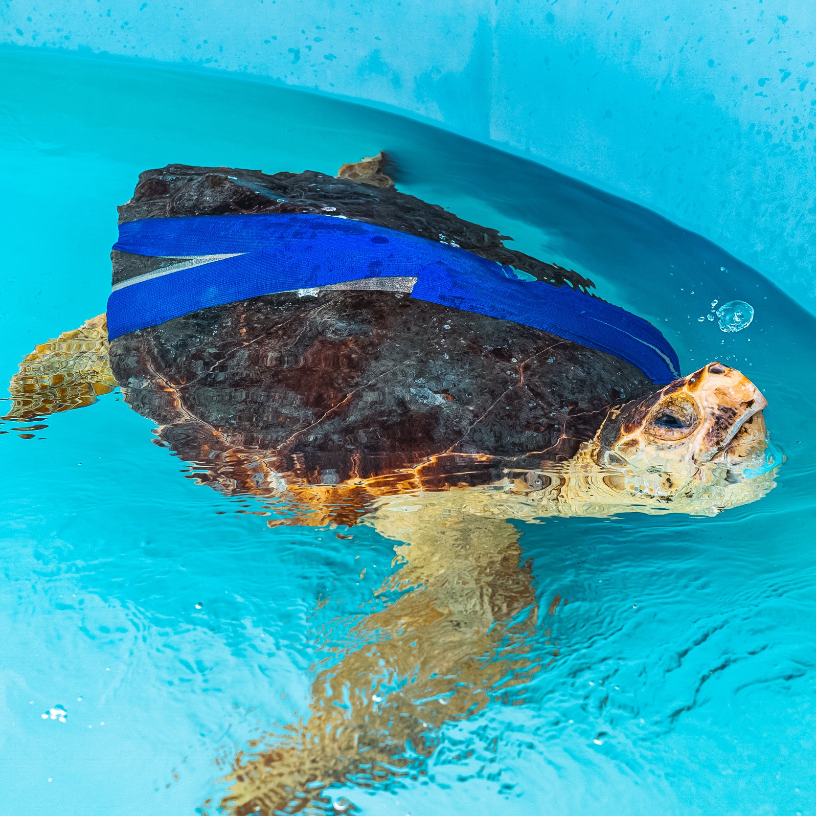 Sea Turtle Rescue Bracelet - Image 24
